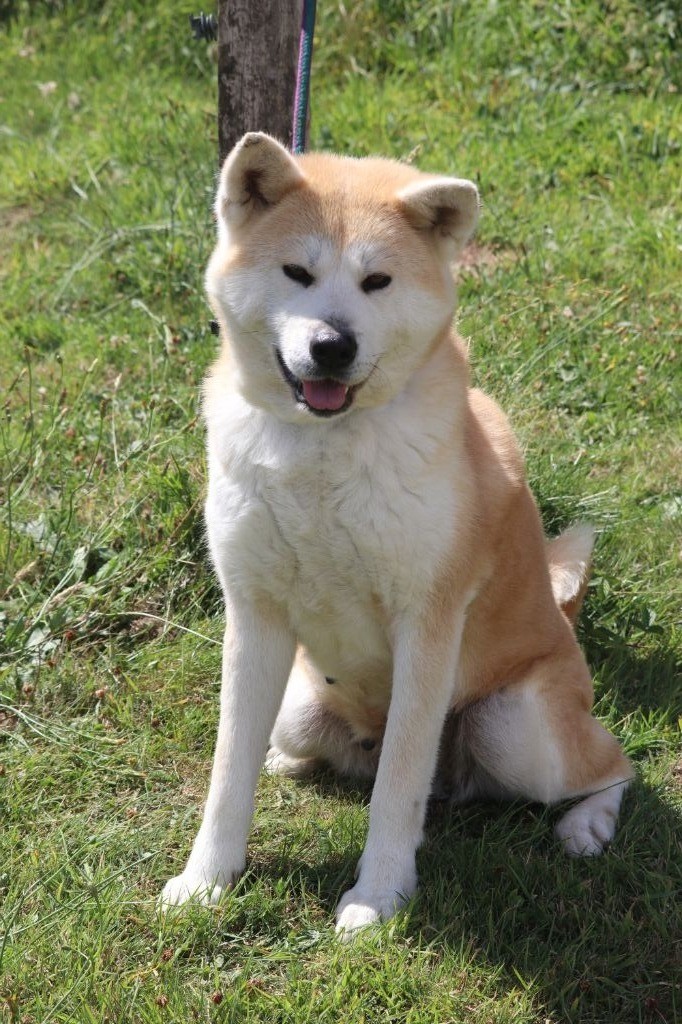 Accueil Elevage Des Fideles Akita Ken Eleveur De Chiens Akita