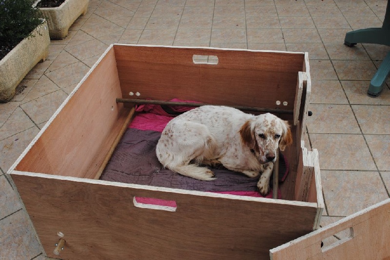 Photo Des Rives De Guerledan Eleveur De Chiens Setter Anglais Gite Canin De Guerledan