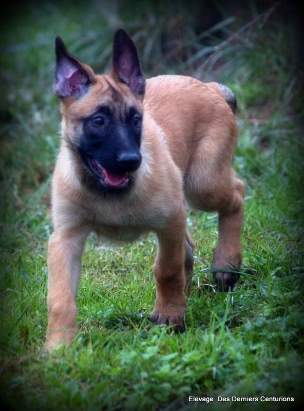 Chiot Berger Belge Femelle Disponible En Nouvelle Aquitaine