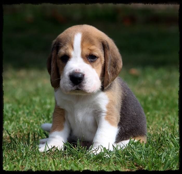 Photo Elevage Du Moulin De Champire Eleveur De Chiens Beagle