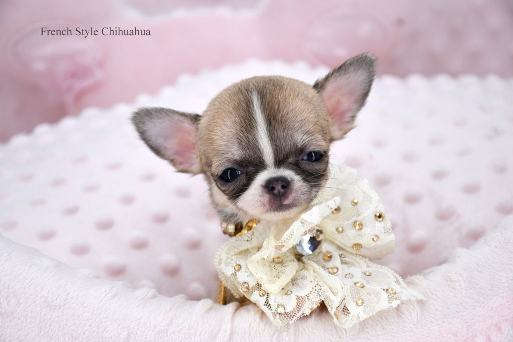 Chiot Elevage French Style Le Mini Chihuahua Chic