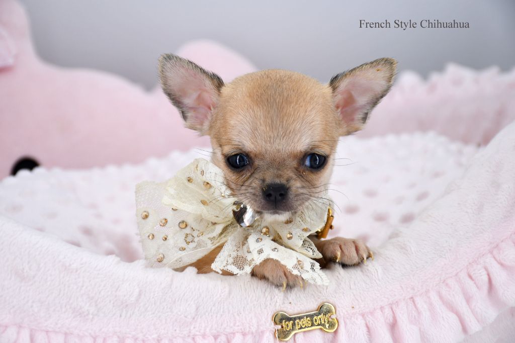 Chiot Elevage French Style Le Mini Chihuahua Chic