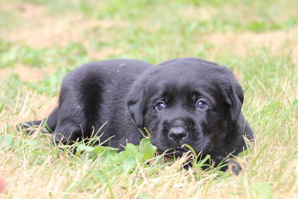 Chiot Elevage Des Yeux Doux Eleveur De Chiens Labrador