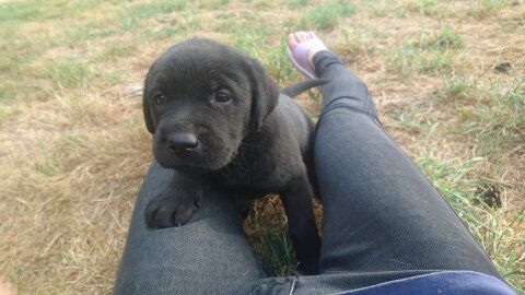 Chiot Elevage Des Yeux Doux Eleveur De Chiens Labrador