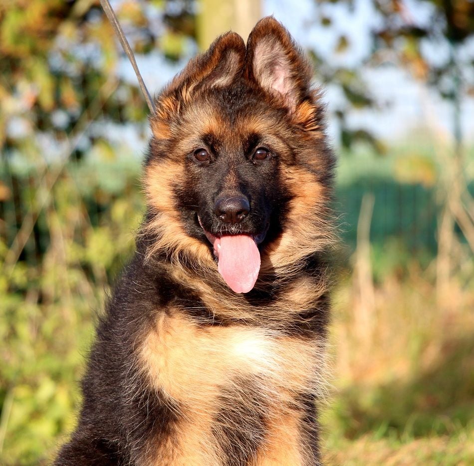 Chiot Elevage Des Trois Lieux eleveur de chiens Berger allemand