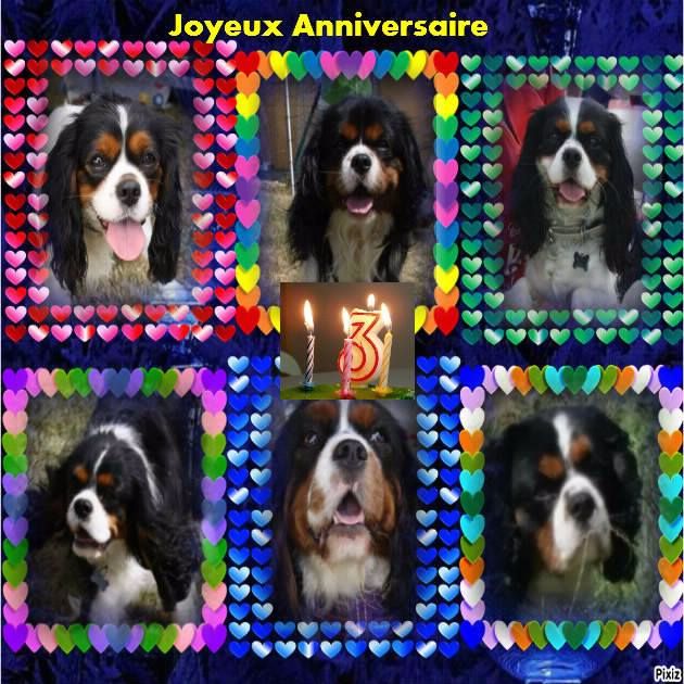 Accueil Elevage Des Petits Artistes Eleveur De Chiens Cavalier King Charles Spaniel