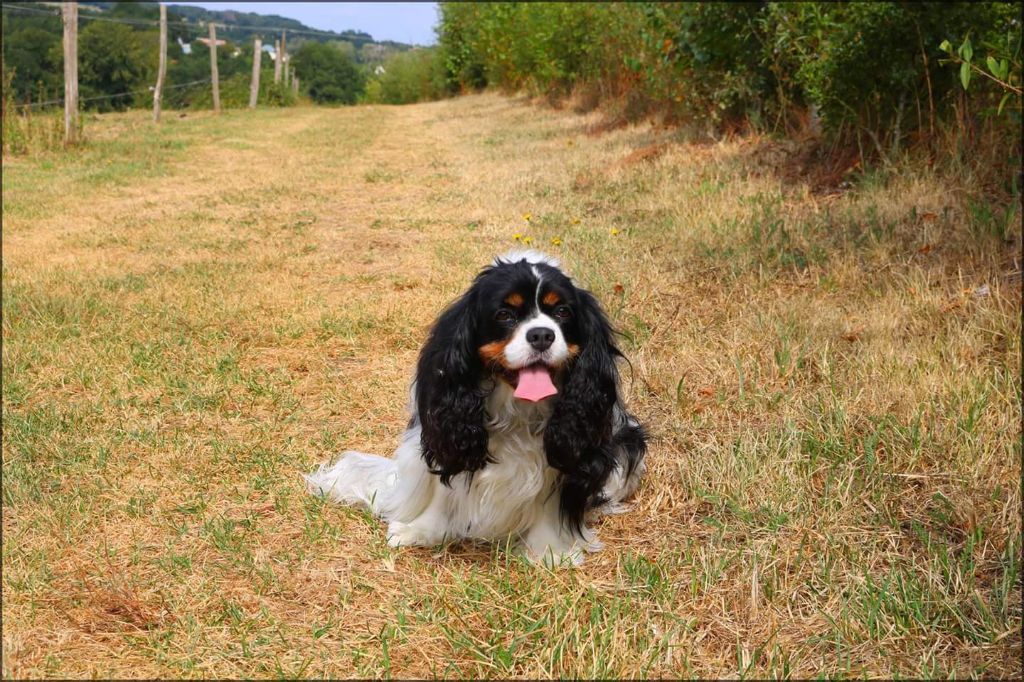 Accueil Elevage Des Petits Artistes Eleveur De Chiens Cavalier King Charles Spaniel