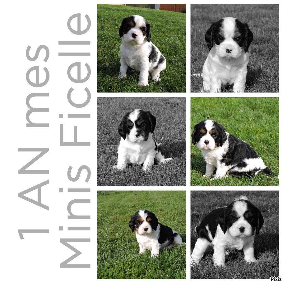 Accueil Elevage Des Petits Artistes Eleveur De Chiens Cavalier King Charles Spaniel