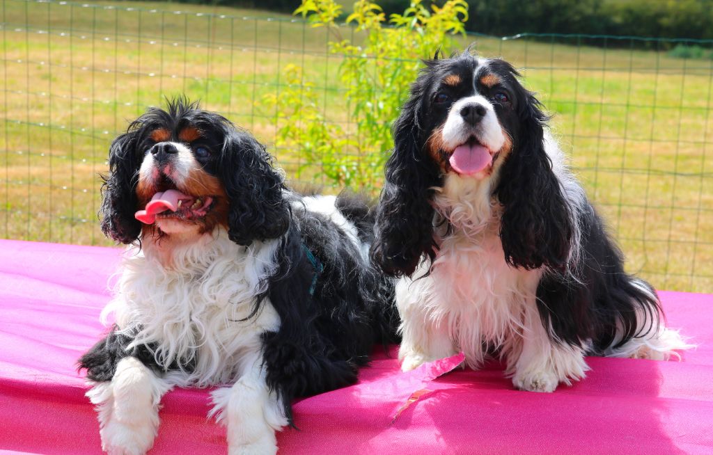 Accueil Elevage Des Petits Artistes Eleveur De Chiens Cavalier King Charles Spaniel