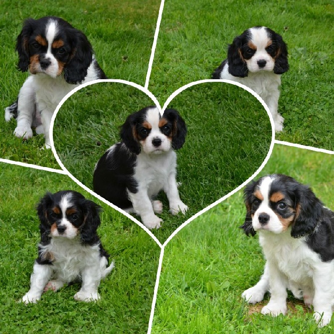 Accueil Elevage Des Petits Artistes Eleveur De Chiens Cavalier King Charles Spaniel