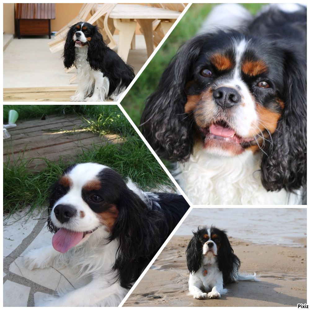 Accueil Elevage Des Petits Artistes Eleveur De Chiens Cavalier King Charles Spaniel