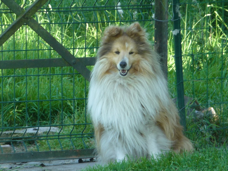 Shetling little king Des mille Eclats des Tournesols