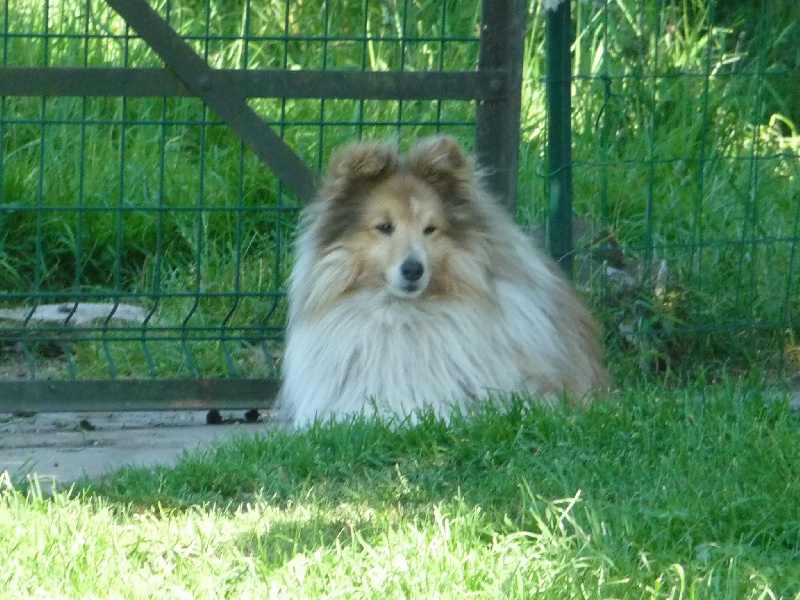 Shetling little king Des mille Eclats des Tournesols