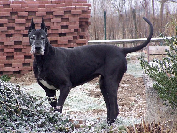 Rapsodie in black des Varennes Mystiques