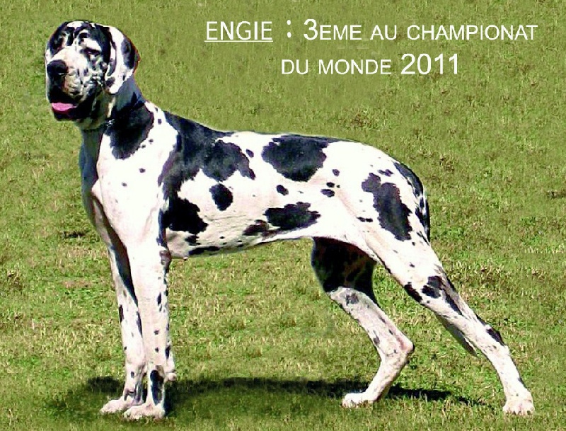 CH. Engie des Varennes Mystiques