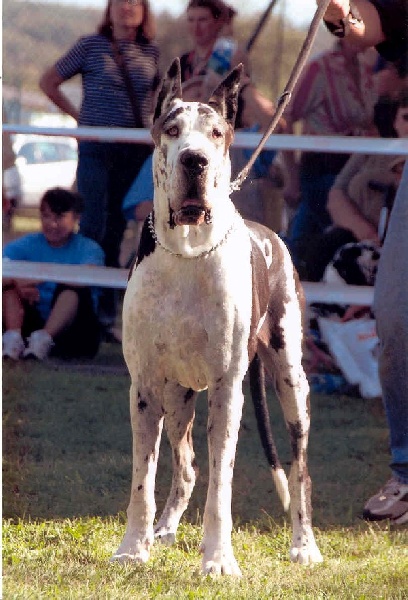 CH. Packo De fortuna majeur