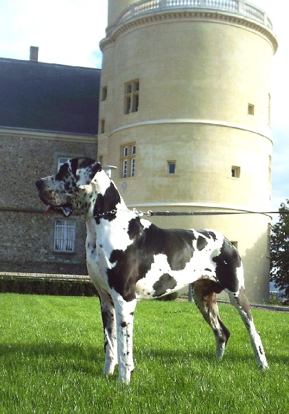 CH. Ulligan des Varennes Mystiques