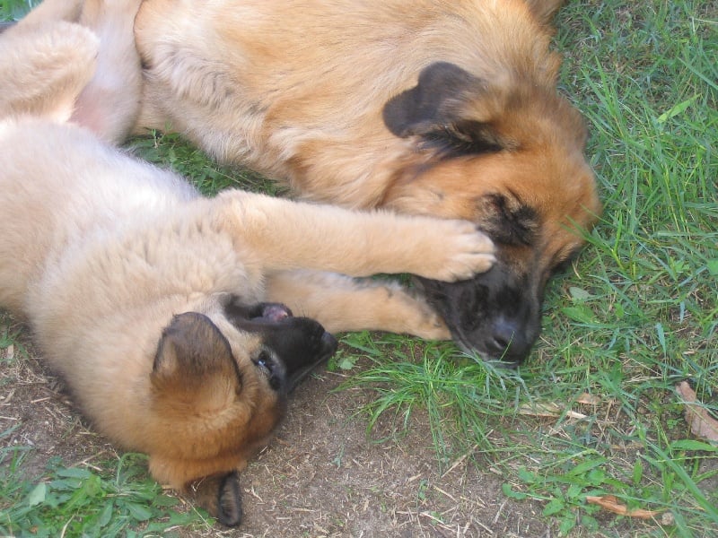 Britney des amours de léos