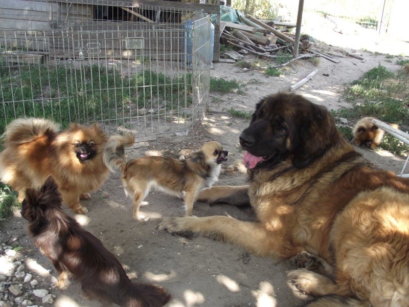 Cassandra des Lions de Tambacounda