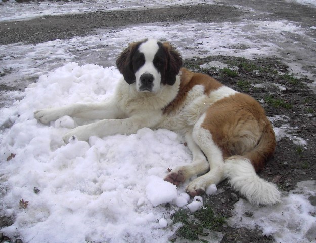 ELYA ne veut pas quitter son tas de neige ...