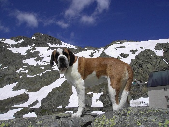 Accueil - Elevage du domaine des Montagnards - eleveur de chiens 