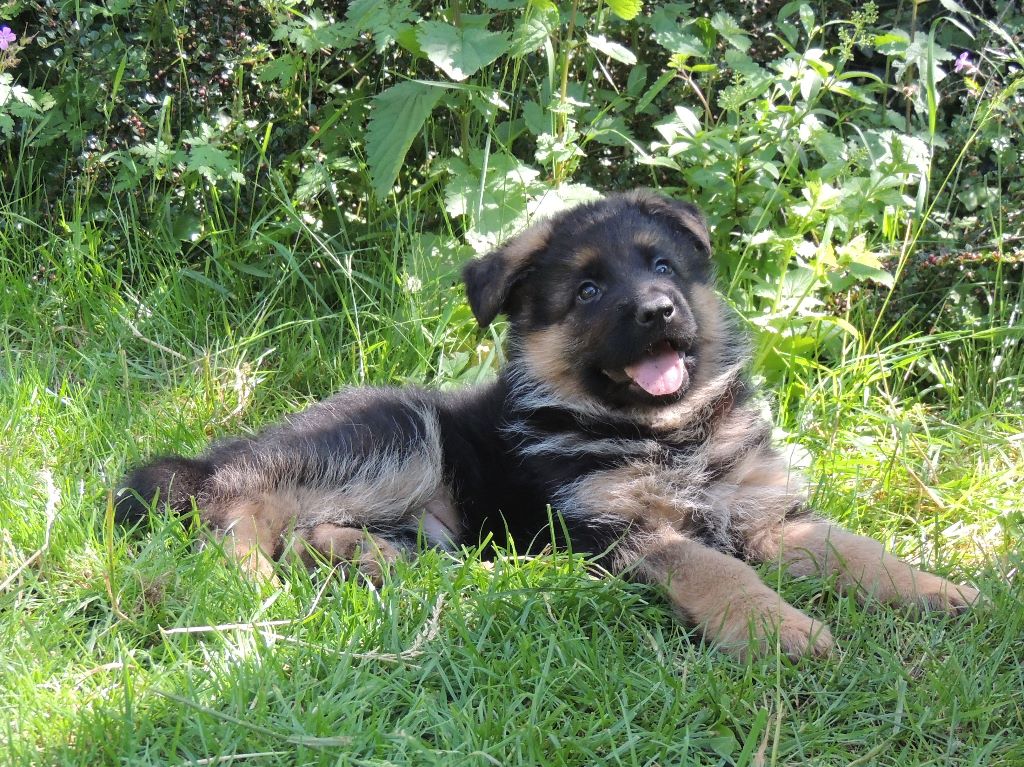 Chiot Berger Allemand Mâle Disponible En Auvergne Rhone