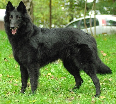 Accueil Elevage Des Perles Noires Eleveur De Chiens Berger Belge