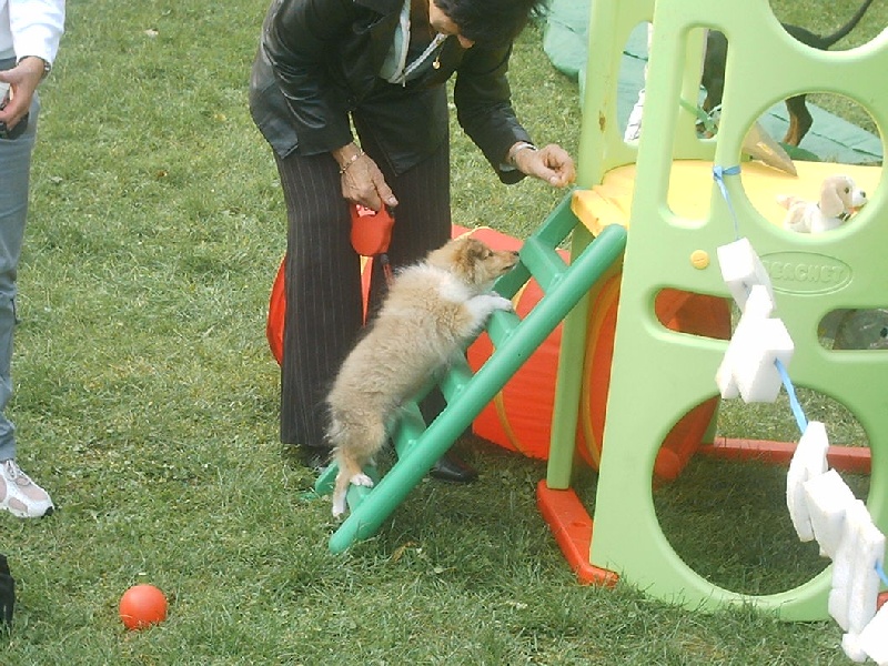 Bambino Du Grand Champ D' Aubertans