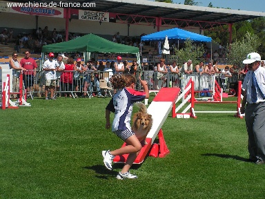 CH. Sharly brown Du Grand Champ D' Aubertans