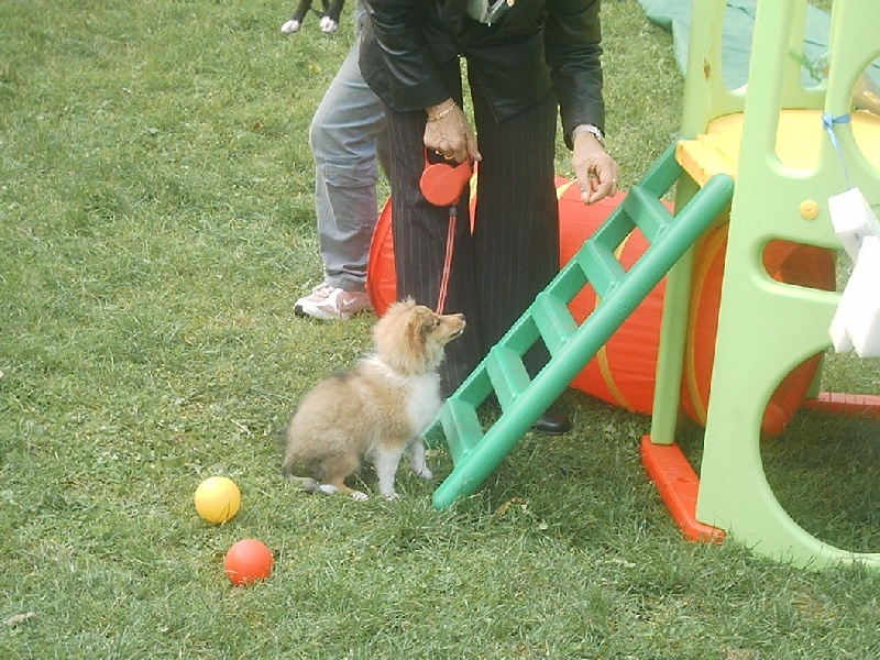 Bambino Du Grand Champ D' Aubertans