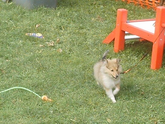 Bambino Du Grand Champ D' Aubertans