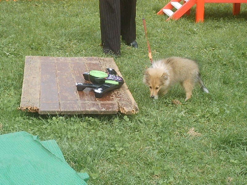 Bambino Du Grand Champ D' Aubertans