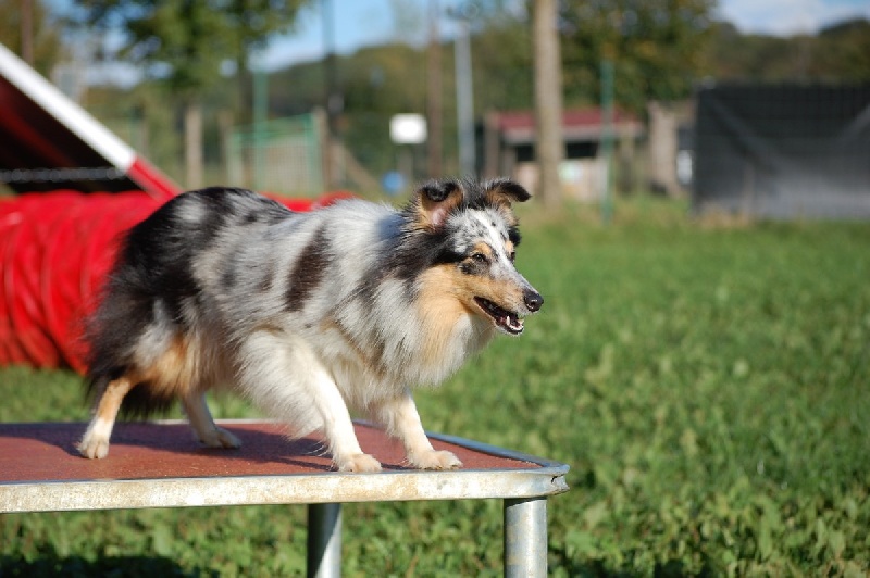 Forever sunshine Du Grand Champ D' Aubertans