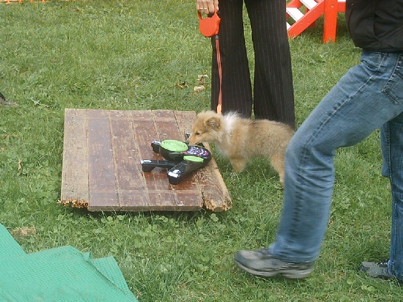 Bambino Du Grand Champ D' Aubertans