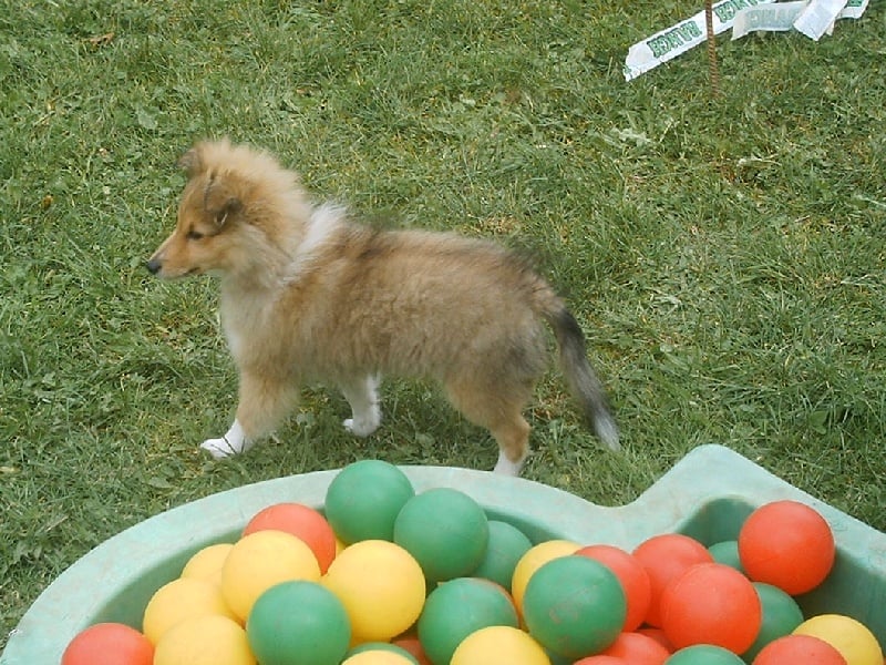 Bambino Du Grand Champ D' Aubertans