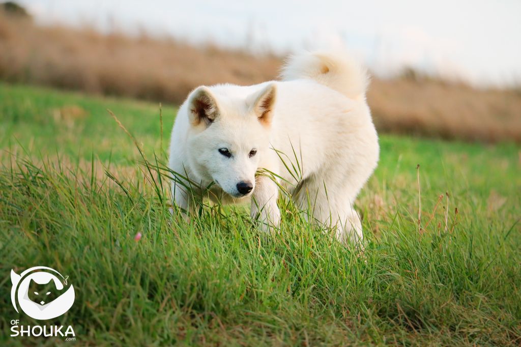 Umi Des Fideles Akita Ken