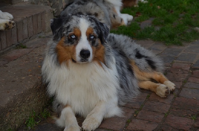 Testclod Chien De Berger Australien