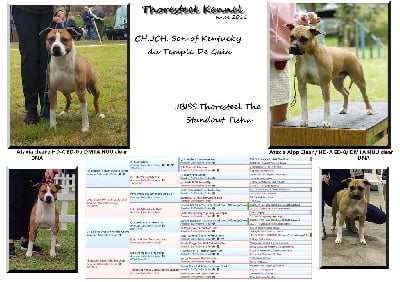 American Staffordshire Terrier - Thoresteel