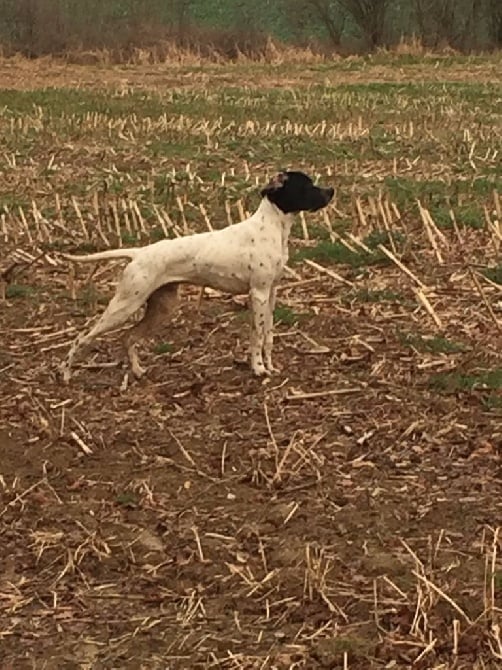 Accueil Elevage Du Bois De Moun Eleveur De Chiens Pointer