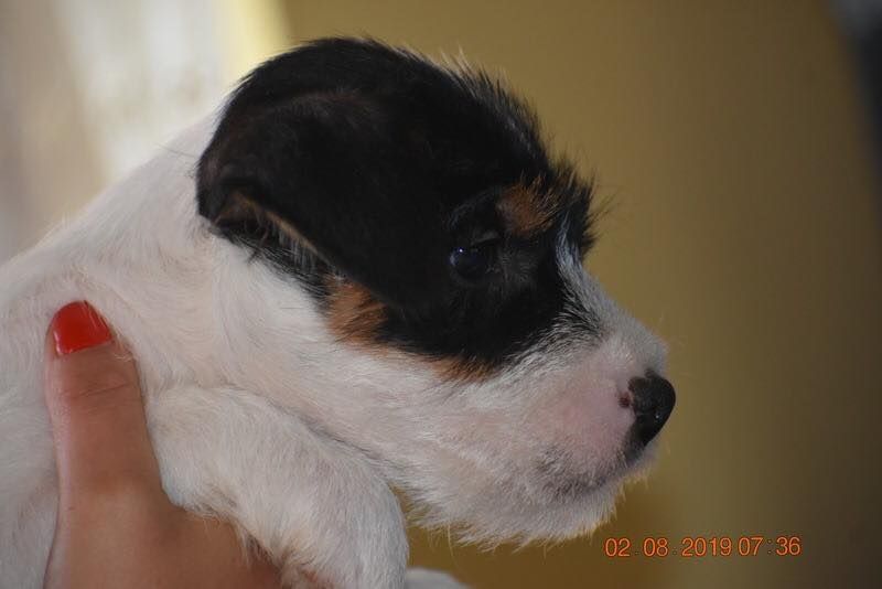 CH. Heaven de l'airial de laguloup of nock river's vom schwarzwal poland