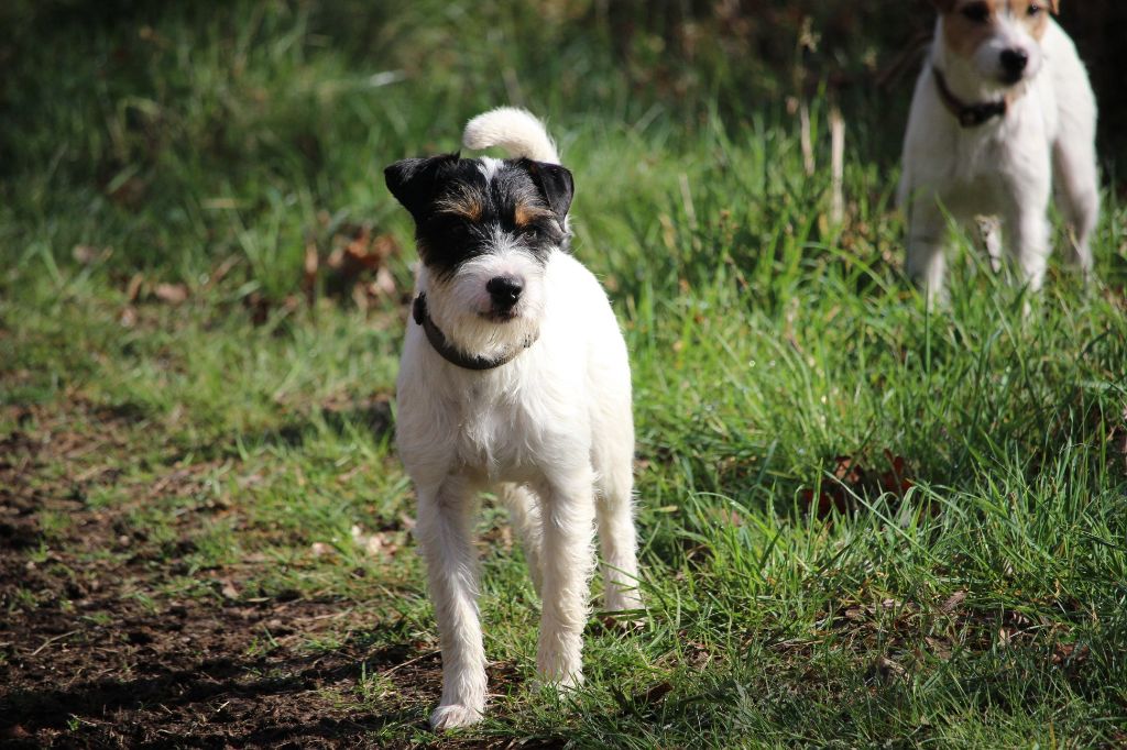 CH. Heaven de l'airial de laguloup of nock river's vom schwarzwal poland