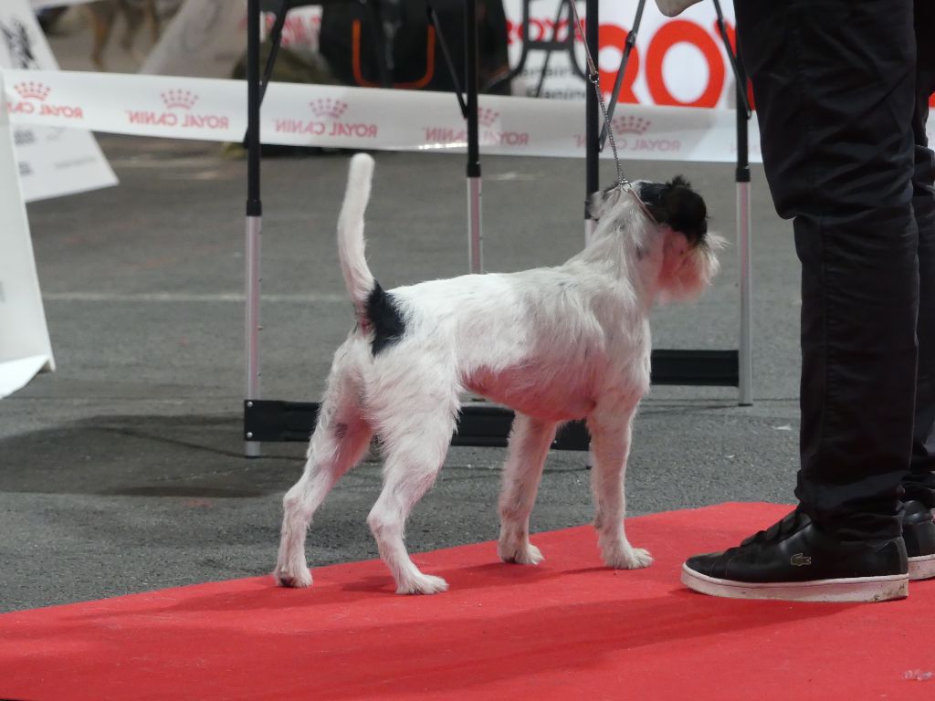 CH. Heaven de l'airial de laguloup of nock river's vom schwarzwal poland