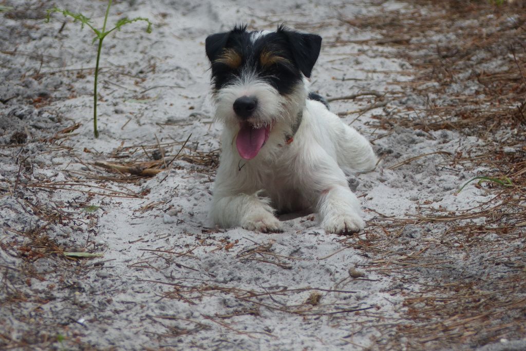 CH. Heaven de l'airial de laguloup of nock river's vom schwarzwal poland