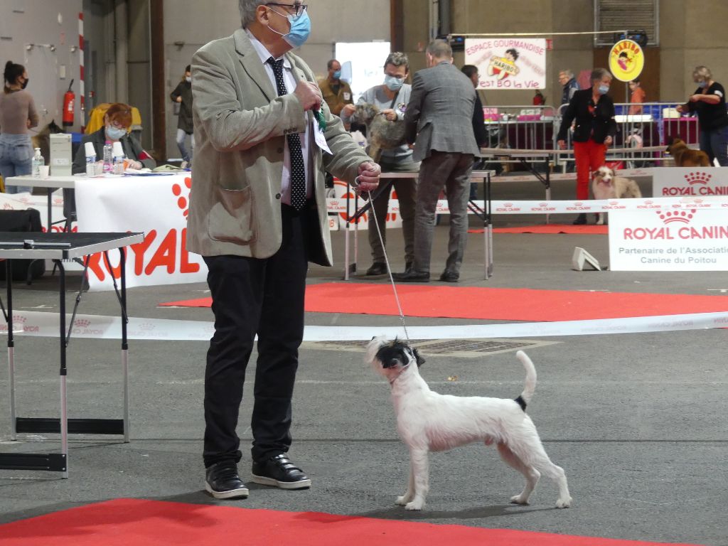 CH. Heaven de l'airial de laguloup of nock river's vom schwarzwal poland