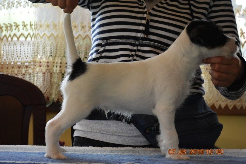 CH. Heaven de l'airial de laguloup of nock river's vom schwarzwal poland