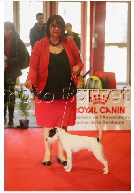 CH. Heaven de l'airial de laguloup of nock river's vom schwarzwal poland