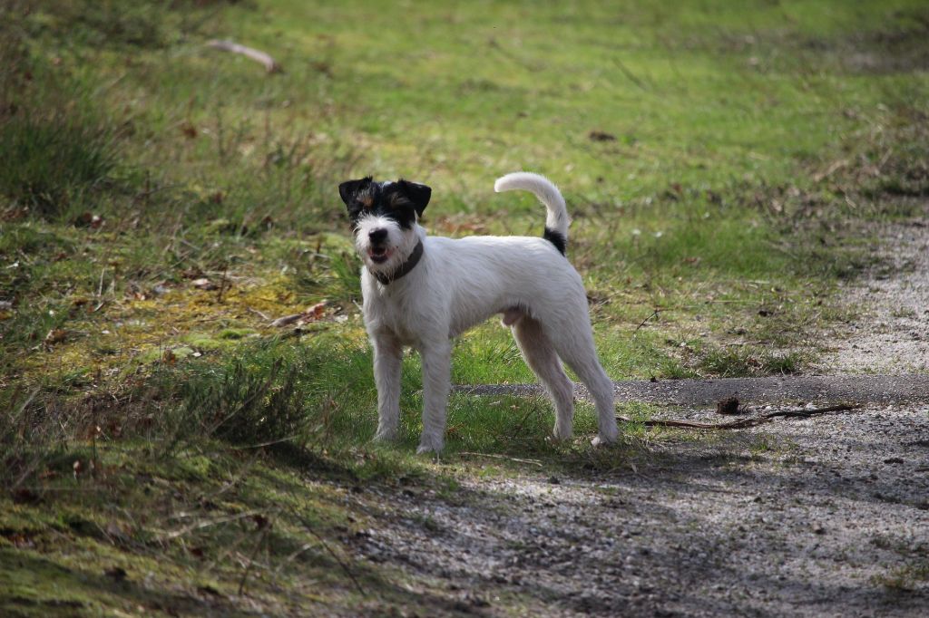 CH. Heaven de l'airial de laguloup of nock river's vom schwarzwal poland