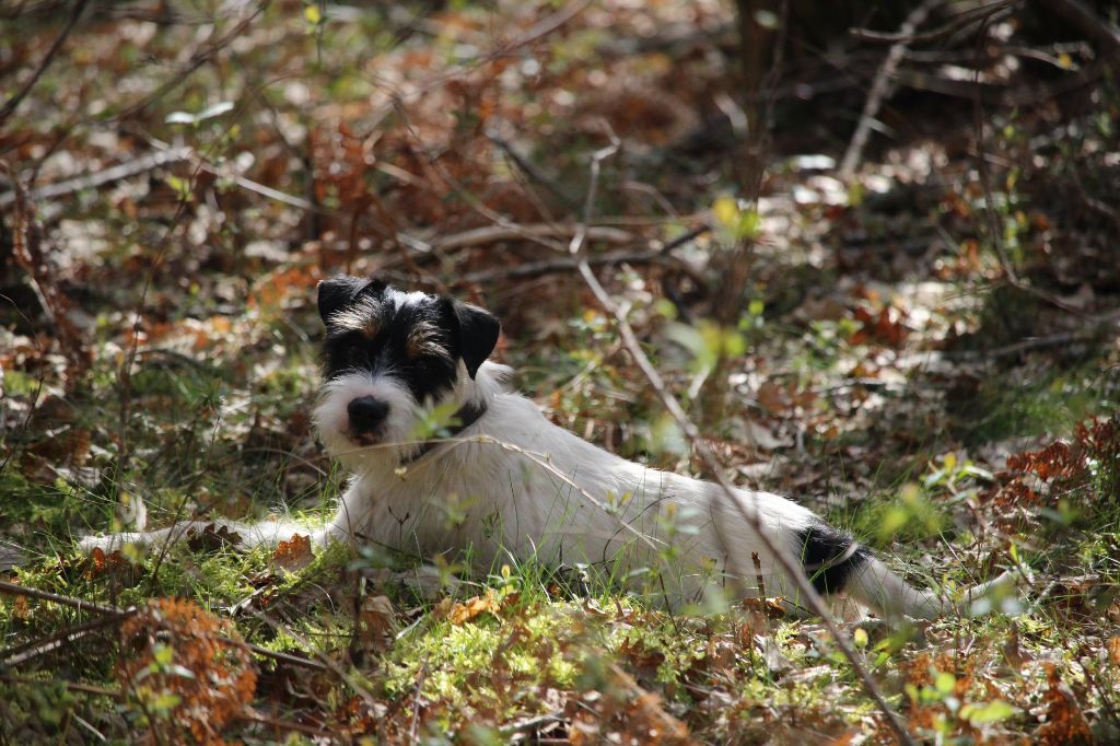 CH. Heaven de l'airial de laguloup of nock river's vom schwarzwal poland