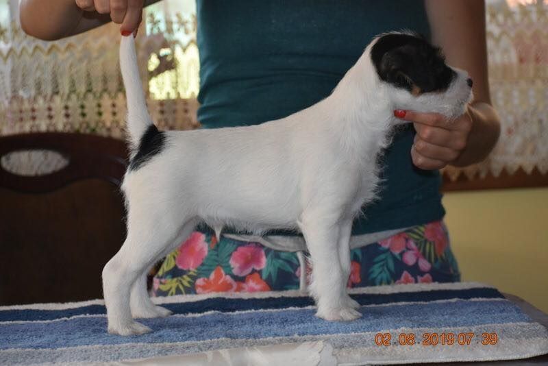 CH. Heaven de l'airial de laguloup of nock river's vom schwarzwal poland