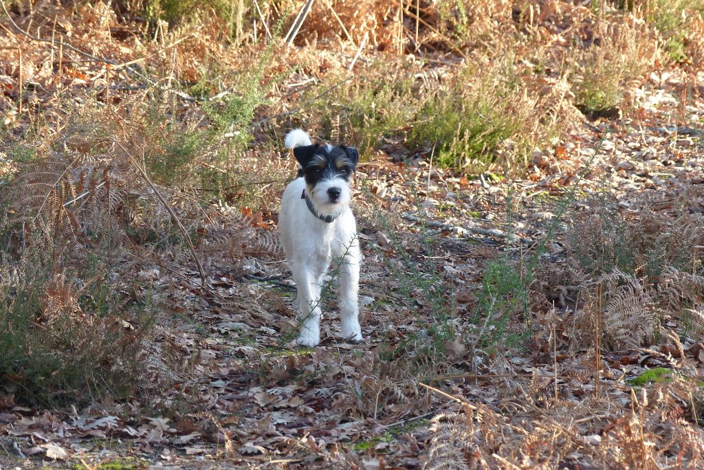 CH. Heaven de l'airial de laguloup of nock river's vom schwarzwal poland